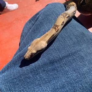 Meet your Posher, Tyrone